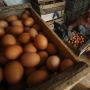 Jelang Natal dan Tahun Baru Harga Telur Ayam Naik