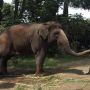 Melihat Proses Perawatan Kuku Gajah di Bandung Zoo