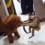 Beredar Video Oknum Kapolres di Riau Diduga Mengadu Owa dengan Anjing