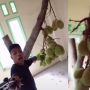 Dibiarkan Tumbuh Dalam Rumah, Wujud Pohon Nangka Ini Bikin Geger Warganet