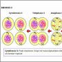 Tahapan Pembelahan Meiosis