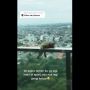 Kucing Oren Ini Hampir Jatuh dari Apartemen, Warganet Ikut Deg-degan