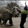 Heboh Dinosaurus Diturunin dari Truk Engkol, Begini Penjelasannya