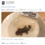 Viral di Twitter Konnyaku Jelly Berbentuk Cicak, Mau Pesan?