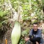 Langka! Bunga Bangkai Tumbuh di Kebun Kelapa Sawit Warga Garagahan Agam