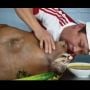 Pria Ini Mukbang kepala Sapi Utuh, Bikin Warganet Ngeri