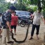 Warga Cipocok Geger, Dalam Sebulan Ada 5 Ular Sanca Ditemukan di Perumahan