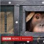 Orangutan yang Diselundupkan ke Thailand-Malaysia Dipulangkan ke Indonesia