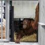 9 Ekor Orangutan Sumatera Menjalani Karantina di Sumut