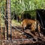 PLTU Ancam Gajah dan Harimau Sumatra yang Kian Langka