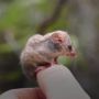 Spesies Posum Terkecil di Dunia Ditemukan Kembali di Australia
