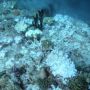Terumbu Karang di Surga Bawah Laut Raja Ampat Memutih, Ini Penyebabnya