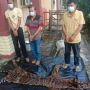 Polisi Tangkap 3 Penjual Kulit Harimau Sumatera Senilai Rp 110 Juta