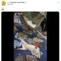 Gemas! Kucing Ini Bantu Mengayun Ayunan Bayi Majikan Agar Tetap Bergerak