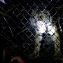 Evakuasi Harimau Sumatera Liar di Aceh