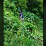 Viral Anggota BNN Blusukan ke Hutan, Bukan Cari Ganja tapi Incar Ini