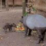 Ih Lucu! Bayi Malayan Tapir Lahir, Jadi Penghuni Baru Batu Secret Zoo