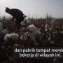 Bukti Baru Etnis Uighur Kerja Paksa di Ladang Kapas Xinjiang, China