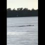Dilarang Berenang ada Buaya, Warga Tetap Nekat Nyebur ke Pantai