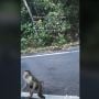 Nyesek, Momen Monyet Kejar Mobil untuk Minta Makan, Sambil Gendong Anak