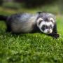 Ketika Musang Luwak Jadi Penyeimbang Ekosistem Hutan, Bagaimana Sumbangsihnya?