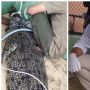 Warga Pancing Buaya 2,5 Meter Pakai Umpan Ayam, Tangan Dokter Terluka