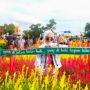 Lagi Hits, Taman Bunga Celosia Jadi Rebutan Instagrammer Palembang