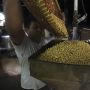 Harga Tahu Tempe Melonjak, Kemendag Jamin Stok Kedelai Aman