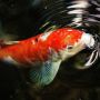 5 Tips Memelihara Ikan Koi di Rumah, Ini Beberapa Hal yang Harus Diperhatikan