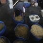 Polisi Bakal Tindak Tegas Pihak yang Mainkan Harga Kedelai