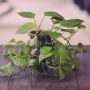 Tak Sulit! Ini Dia 5 Tips Mudah Membuat Daun Sirih Gading Menjadi Lebat