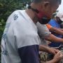 Infeksi Luka, Buaya Muara yang Ditangkap Warga di Sumut Akhirnya Mati