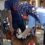 Kasusnya Tinggi, Pemkab Agam Siapkan 5.000 Vaksin Bagi Hewan Pembawa Rabies