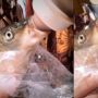 Viral Aksi Wanita Beri Susu dalam Botol Dot untuk Ikan, Tuai Pro Kontra
