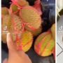 Harga Rp 50 Ribu Dapat 9 Durian, saat Dibelah, Isinya 'Omong Kosong'