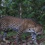 Arti Mimpi Melihat Macan, Tanda Beruntung atau Nasib Malang?