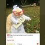 Baju Kucing Karakter Pocong Bikin Heboh, Netizen: Demi Sesuap Whiskas