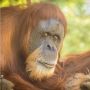 Orangutan Tertua di Dunia Mati, Warganet Ikut Berduka