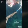 Viral Video Berenang dengan Buaya, Warganet: Definisi Renang Sama Pacar!