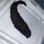 Ngakak! Lele Bakar Gosongnya Minta Ampun, Warganet: Ikan Bumbu Arang Nih