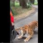Merinding! Mobil Macet Jadi Sasaran Empuk Harimau, Bumper Nyaris Terlepas