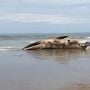 Terungkap, Paus Terdampar di Pantai Batubelig Bukan Kali Pertama Terjadi