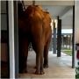 Viral Video Kawanan Gajah Masuk ke Sekolah, Warga Berhamburan