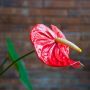 12 Jenis Anthurium Termahal Lengkap dengan Ciri, Harga hingga Cara Perawatan