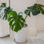 4 Perbedaan Monstera dan Philodendron yang Harus Diketahui Pecinta Tanaman
