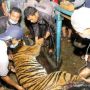 Tragis! Dititipi Jaga Harimau, Pawang Kuda Ini Malah Tewas Diterkam