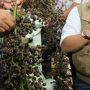 Mengenal Jernang, Tumbuhan Endemik Riau yang Punya Beragam Manfaat