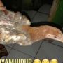 Warga Cianjur Terima Bansos Ayam Hidup: Kan Saya Nggak Punya Kulkas