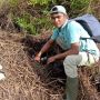 Warga Agam Dikejutkan Temuan Puluhan Butir Telur Buaya Muara di Kebun Sawit
