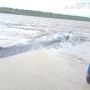 Ikan Paus 7 Meter Terdampar di Perairan OKI, Warga Bantu Menarik ke Laut